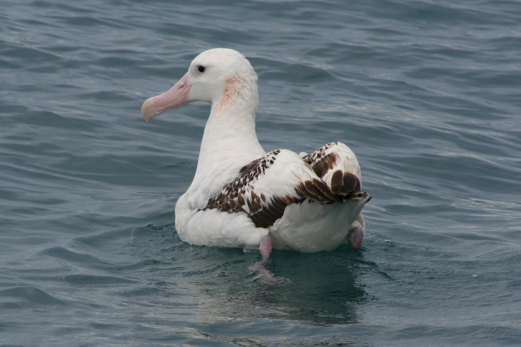 Class name star albatross chick — EducationHQ New Zealand